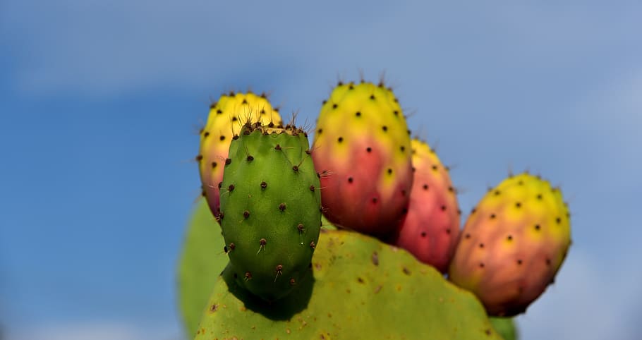 cactus, nopal, higo chumbo, planta, invernadero de cactus, frutas, naturaleza, fruta de cactus, fruta, verde