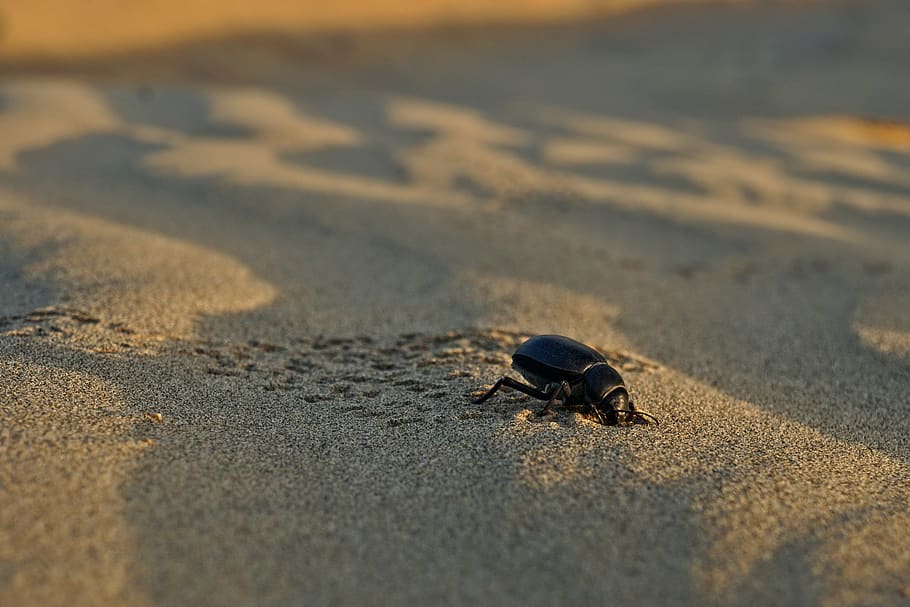 beetle, sand, beach, desert, nature, animal wildlife, animal themes, animal, animals in the wild, one animal