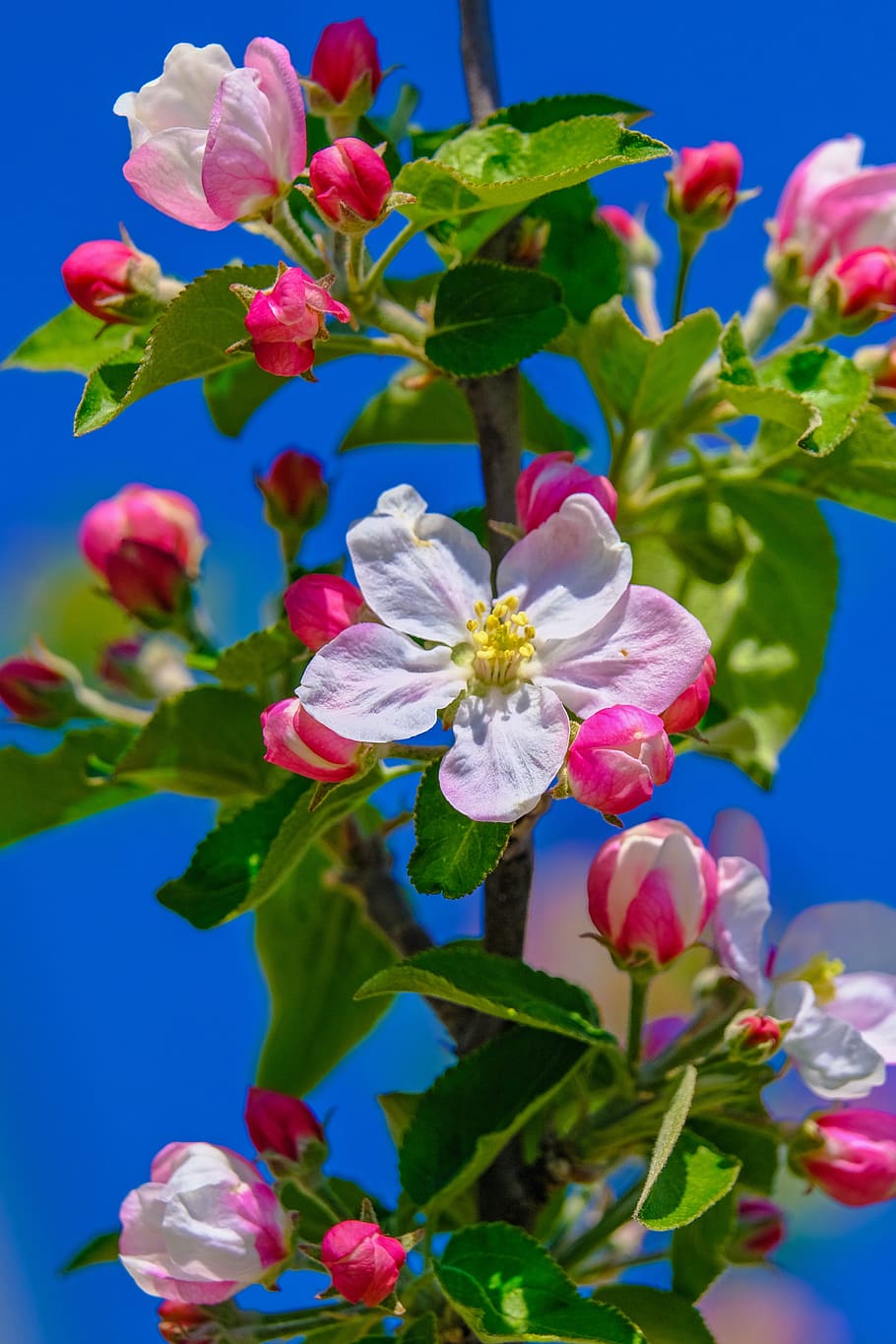 blossom, apple tree, spring, nature, bloom, apple tree flowers, branch, apple blossom branch, flowering plant, flower