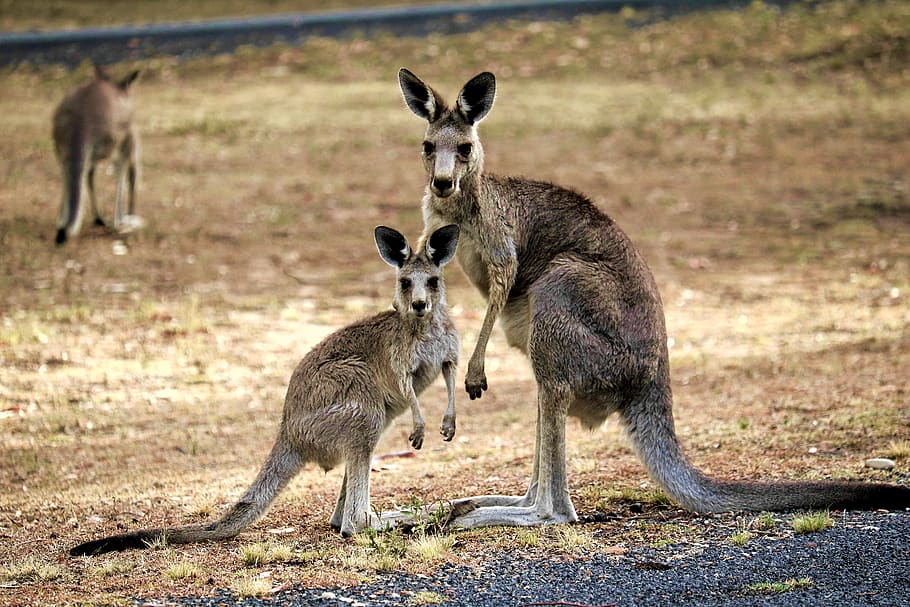 canguro, australia, naturaleza, marsupial, salvaje, australiano, salto, queensland, grupo de animales, animales salvajes