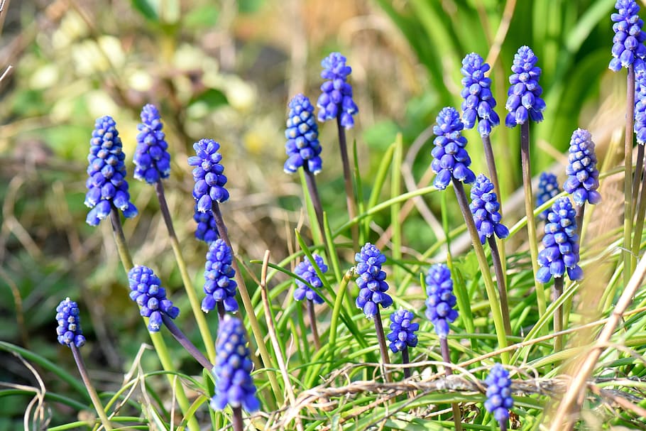 muscari, flower, spring, nature, bloom, blue, blossom, colorful, bell, inflorescences