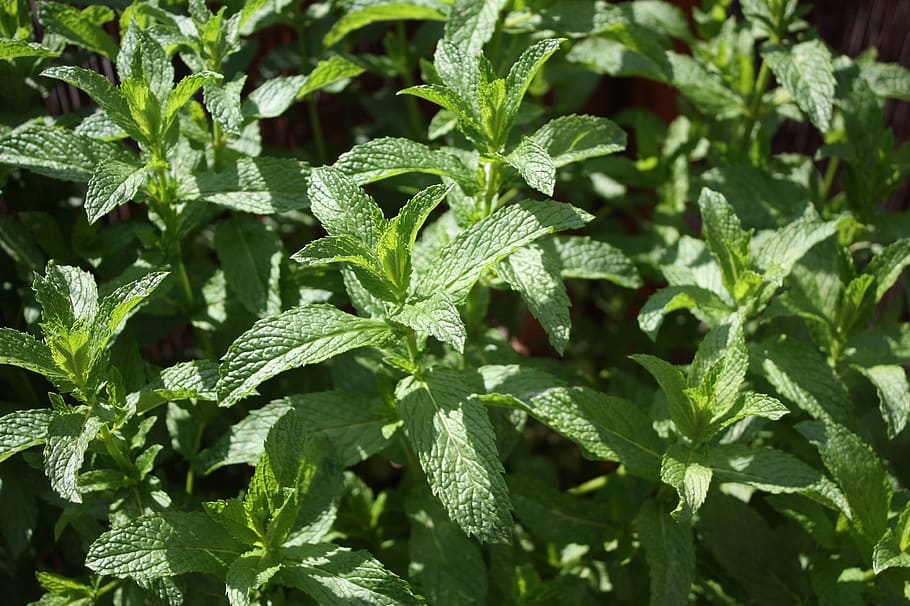 peppermint, herbs, mint, healthy, leaves, aroma, tee, medicinal herbs, herbal plant, tea herbs