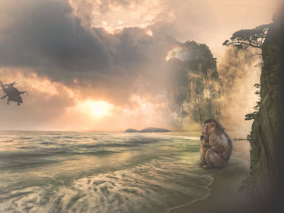 monkey, beach, monkey baby, helicopter, sea, mountains, sunset, sky, threat, fear