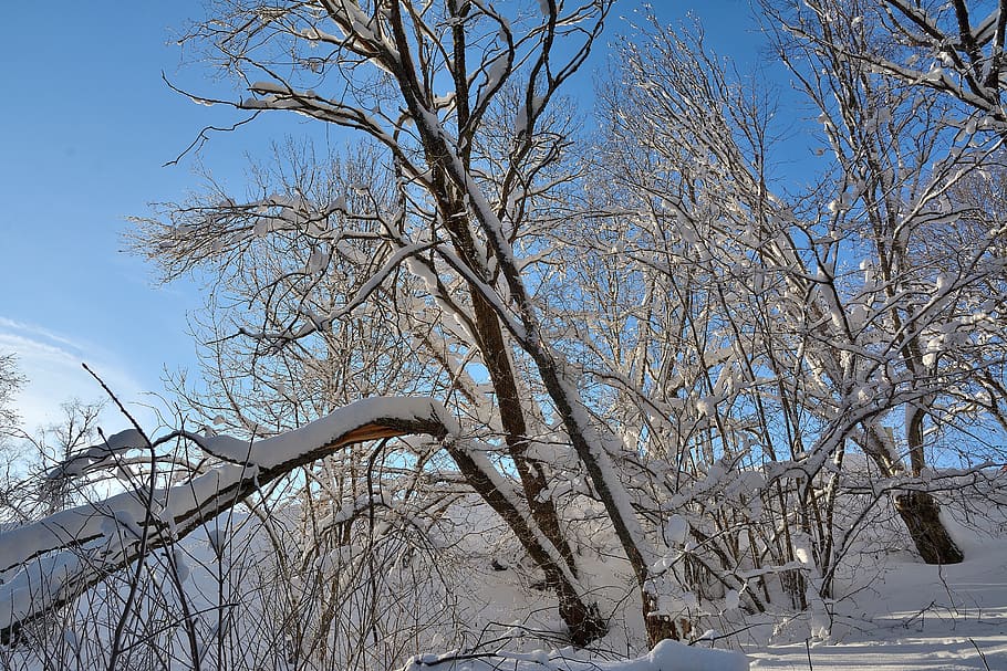 nieve, árbol, invierno, naturaleza, árboles, blanco, frío, nevado, invernal, helada