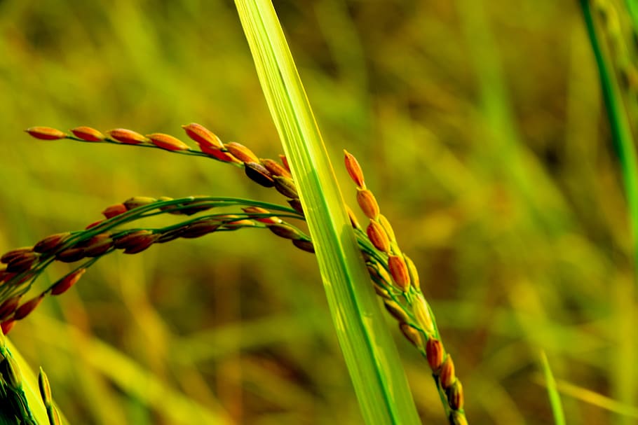 arroz, campo de arroz, naturaleza, agricultura, amarillo, crecimiento, planta, color verde, foco en primer plano, primer plano