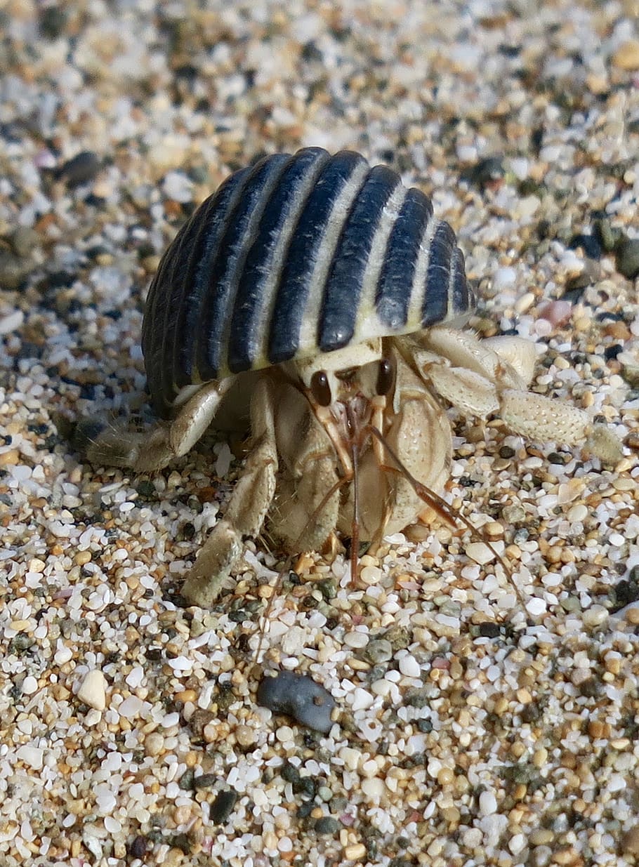 hermit crab, marine life, marine animals, crab, sea, aquatic organisms, shell, natural, crustaceans, beach