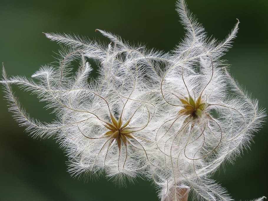fluffy, seeds, clematis, feather, slightly, filigree, plant, fragility, vulnerability, close-up