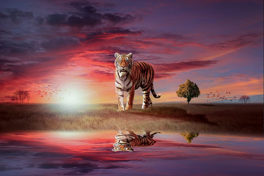 harimau, liar, kucing, garis-garis, refleksi, air, matahari terbenam, langit, langit merah, pemandangan