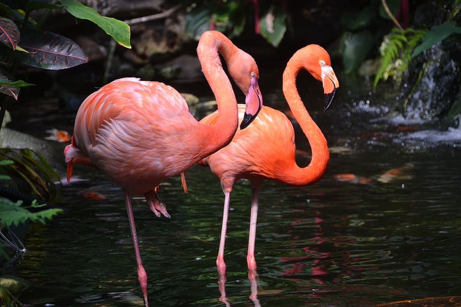 flamingo, pink, bird, animal, plumage, feather, flamingos, animal themes, vertebrate, animals in the wild