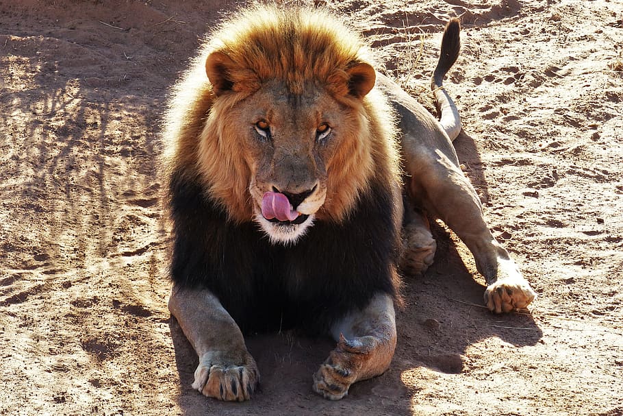 kucing singa, hewanNatural, afrika, kucing, safari, tema binatang, hewan, mamalia, satwa liar, hewan di alam liar