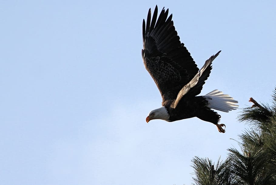 takeoff, bird, animal, wild, flying, bald, eagle, tree, branch, animal wildlife