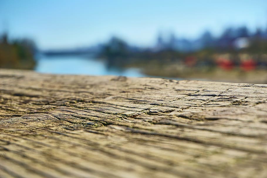 wood, clear, blur, blue, water, tree, vancouver, canada, selective focus, wood - material