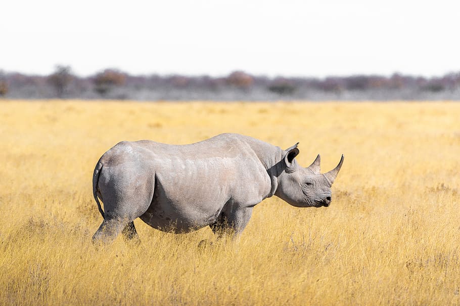 rhino, steppe, grass, safari, pachyderm, rhinoceros, big game, landscape, africa, south africa