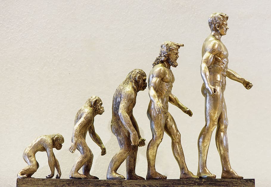evolution, development, forward, monkey, human, changes, change, knowledge, statue, sculpture