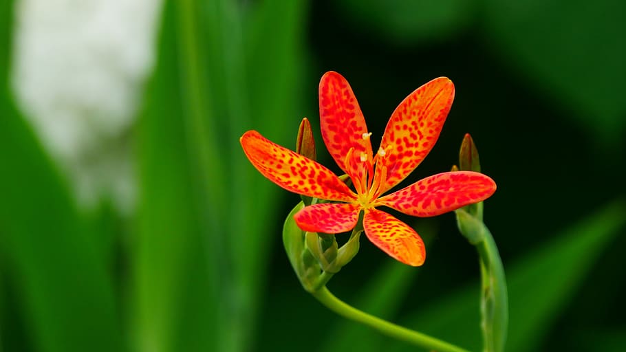 flowers, buds, ornamental, plant iris domestica, commonly, known, leopard lily, blackberry lily, flower., bloom