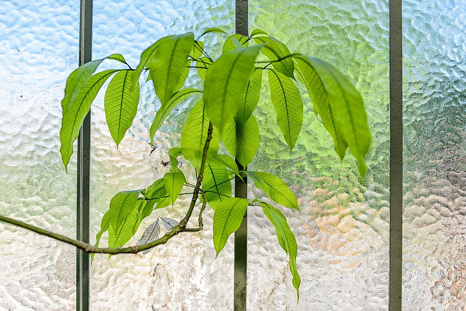 vidrio, pared, verde, hoja, interior, planta, parte de la planta, color verde, crecimiento, naturaleza