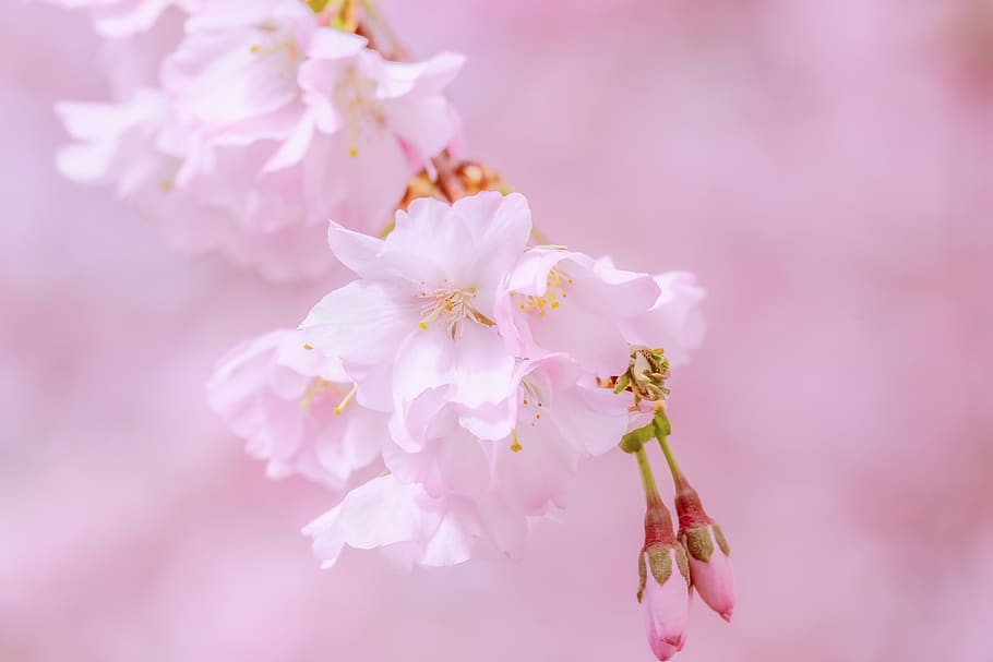 cherry Jepang, pohon, musim semi, cabang, mekar, merah muda, bunga, ranting berbunga, warna, kebangkitan musim semi