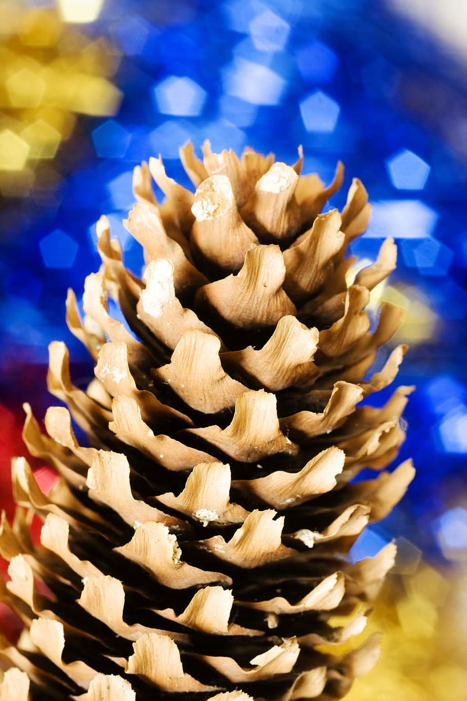 christmas, closeup, cone, decoration, design, element, fir, holiday, isolated, natural