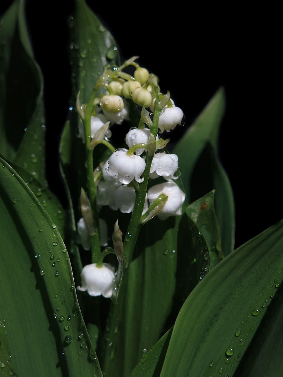 lily of the valley, convallaria majalis, toxic, plant, fragrance, spring, white, blossom, bloom, poisonous plant