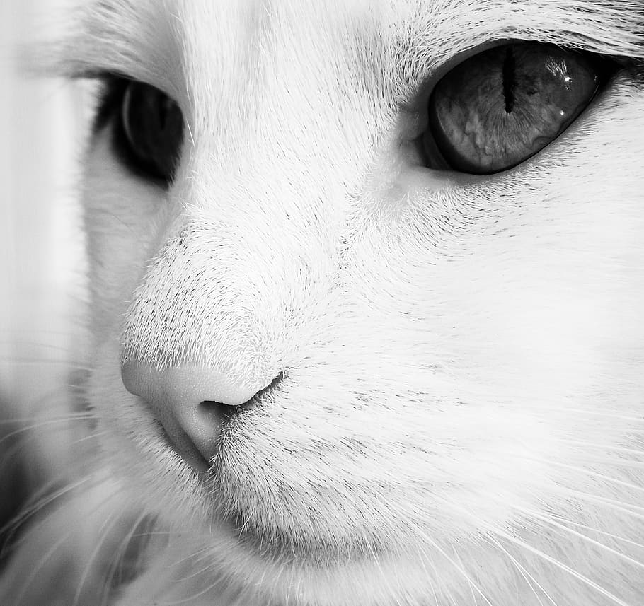 cat, black and white, muzzle cat, angry cat, the eye of sauron, pet, closeup, cat looking, eyes, fluffy cat