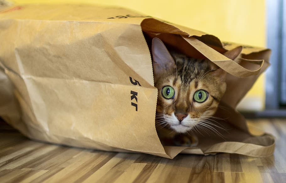 cat, package, bengali, animals, predator, funny, cat in the package, eyes, green, domestic cat