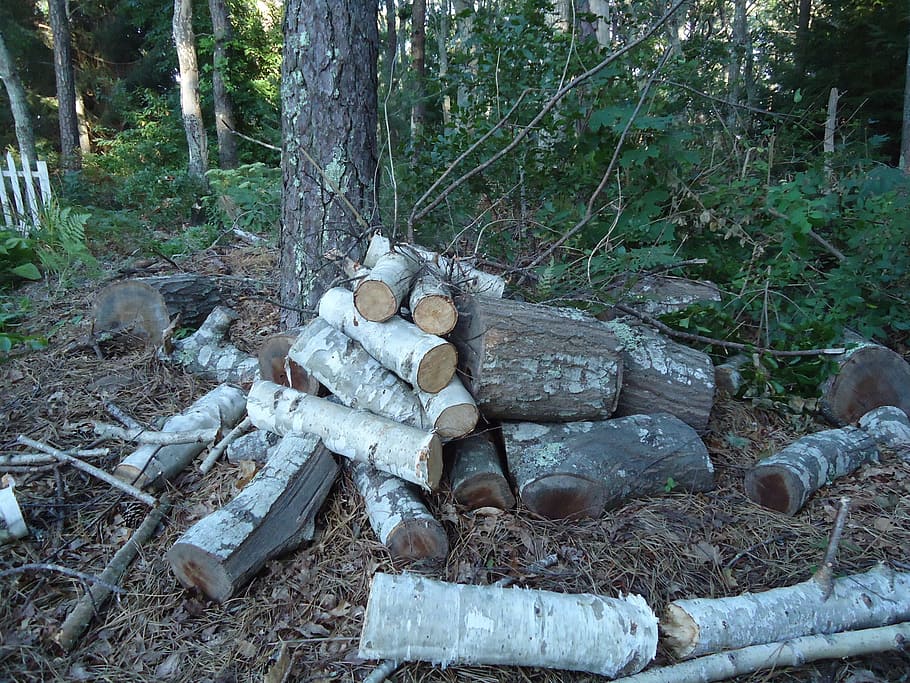 wood, pile, logs, fire, woods, firewood, cut, forest, tree, land