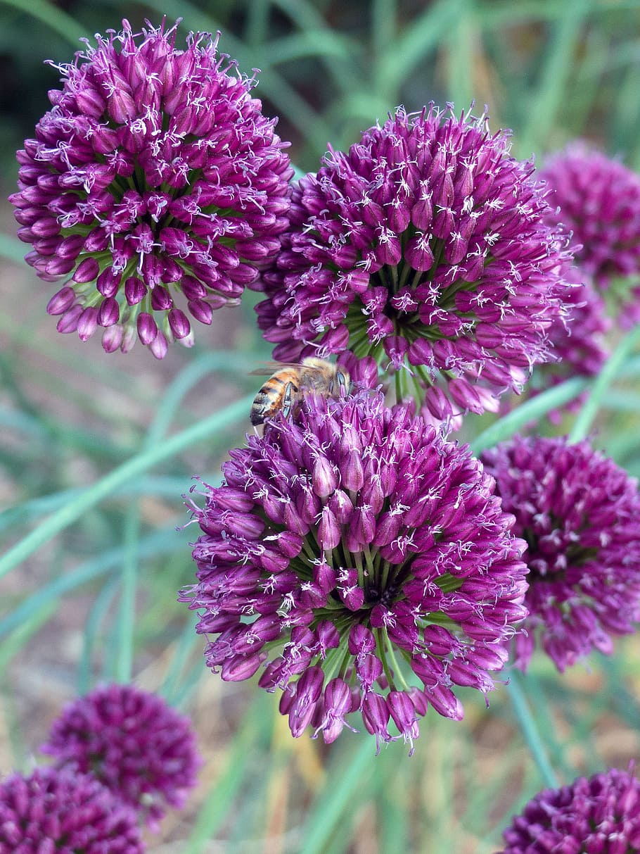 ungu, bunga allium, mekar, dikunjungi, lebah., allium, tanaman allium, allium giganteum, bawang hias, bola biru