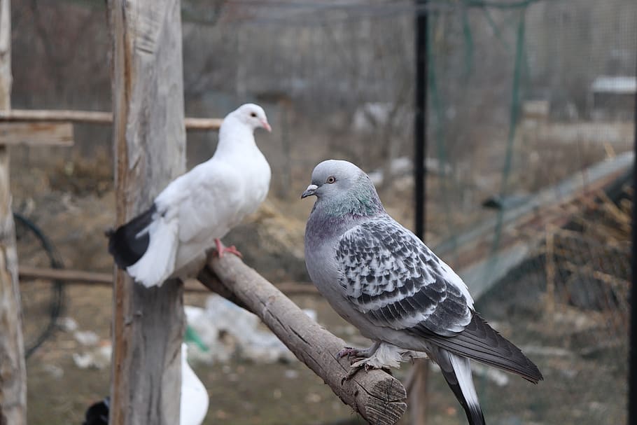 pigeon, one-legged pigeon, tumbler, beautiful, bird, vertebrate, animal themes, animal, animal wildlife, group of animals