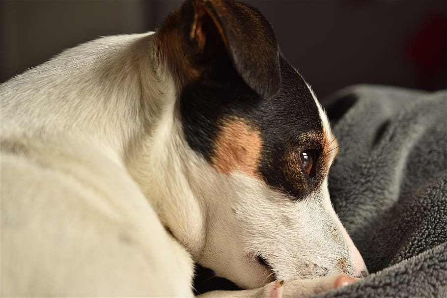 cão, jack russel, bonito, terrier, jack, russel, cabeça, um animal, temas animais, mamífero