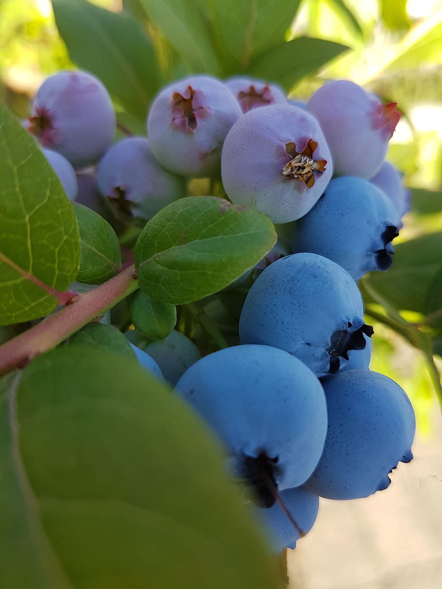 garden, blueberries, fruits, food, vitamins, fresh, blue, dessert, recipes, leaf
