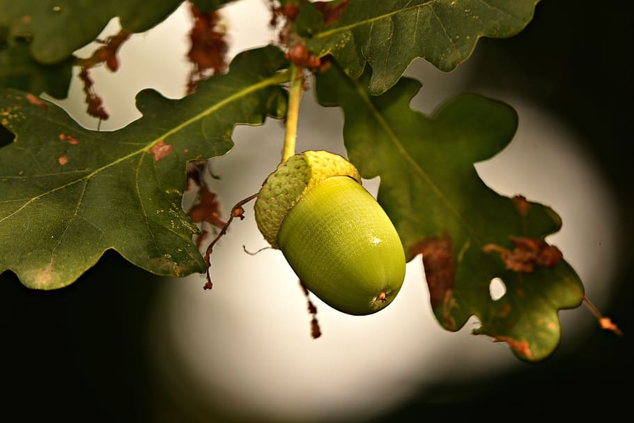 acorn, nut, oak tree, tannin, food, nutrition, green, twig, branch, leaf