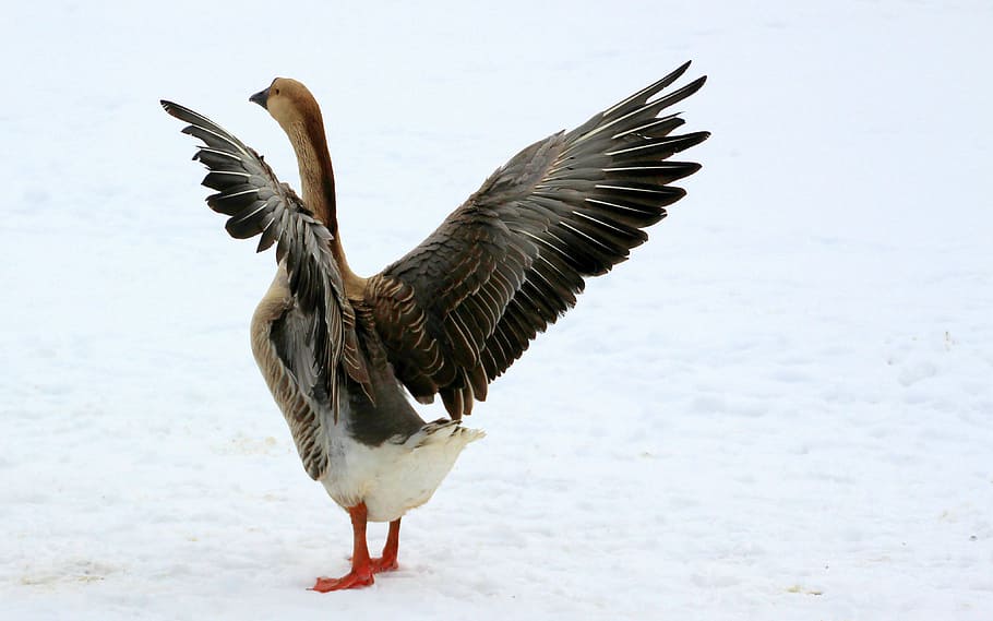 winter, ice, snow, frozen, goose, geese, bird, duck, animal, wild