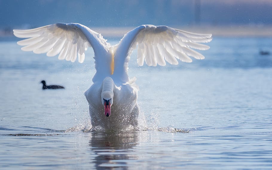 swan, flight, start, water, spray, lake, water bird, feather, white, mute swan