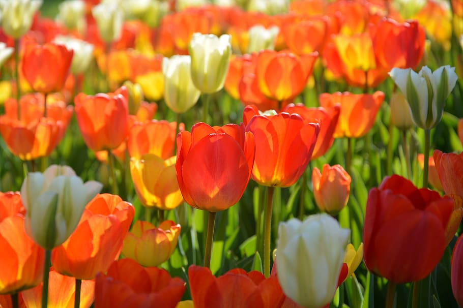 tulipas, vermelho, macro, cor vívida, natureza, primavera, planta, detalhes, flor, bonita