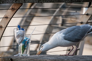 seagull-glasses-bird-table-royalty-free-thumbnail.jpg
