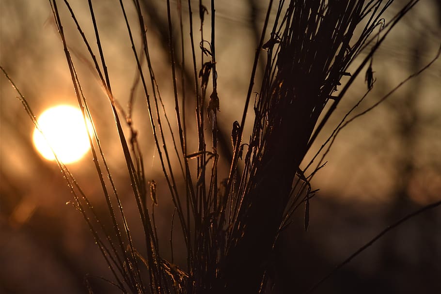 backlighting, mood, plant, dried, nature, sunset, abendstimmung, sun, atmospheric, silhouette
