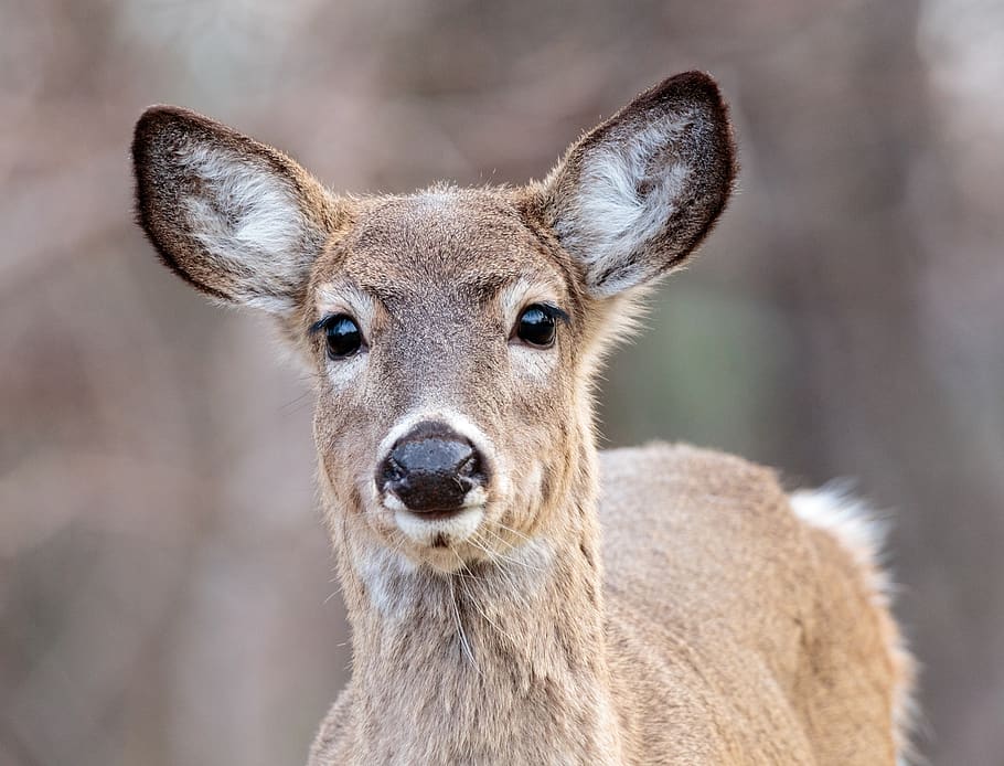 deer, doe, portrait, white tailed, looking, wildlife, nature, female, close, wilderness