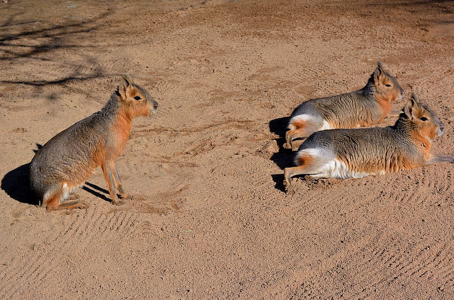 patagonian mara, south america, rodents, zoo, group of animals, mammal, land, sand, animals in the wild, animal wildlife