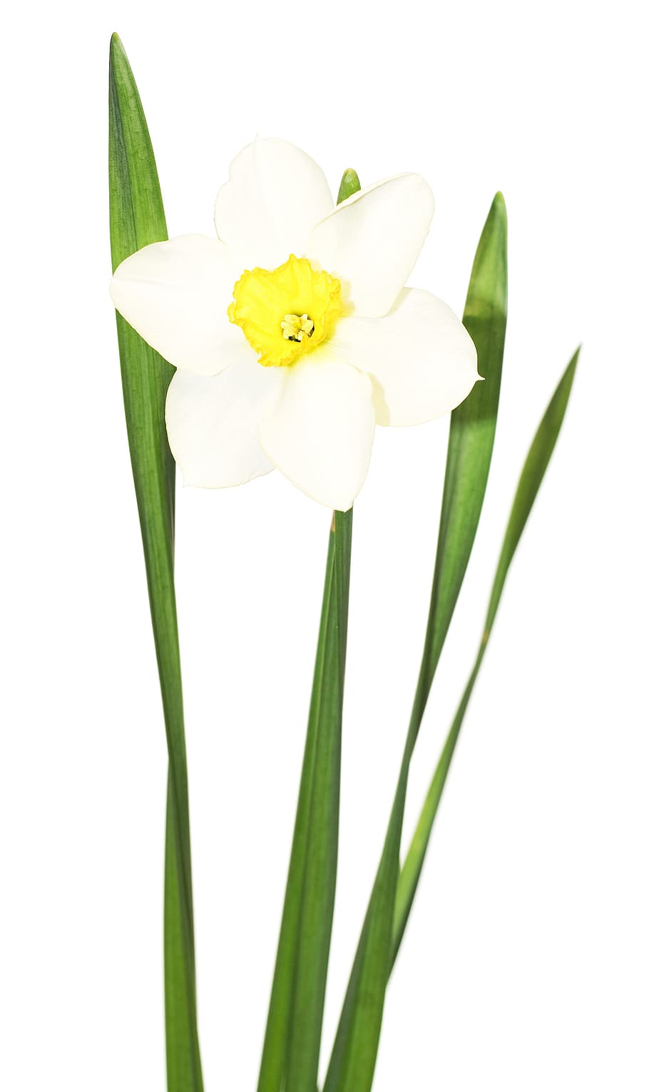 flower, white, yellow, blooming, summer, bloom, background, macro, closeup, isolated