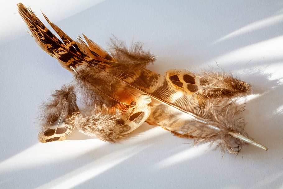 feather, fluff, fluffy, sunny, failed, brown, bird feathers, close-up, animal, animal themes