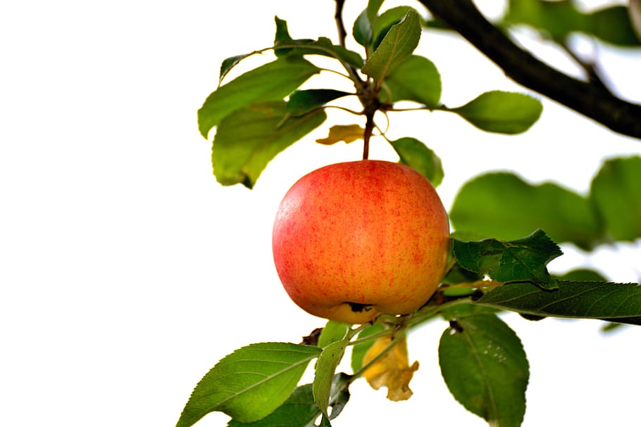 apple, apple tree, goldparmäne, individually, fruit, ripe, kernobstgewaechs, apfelernte, vitamins, fresh