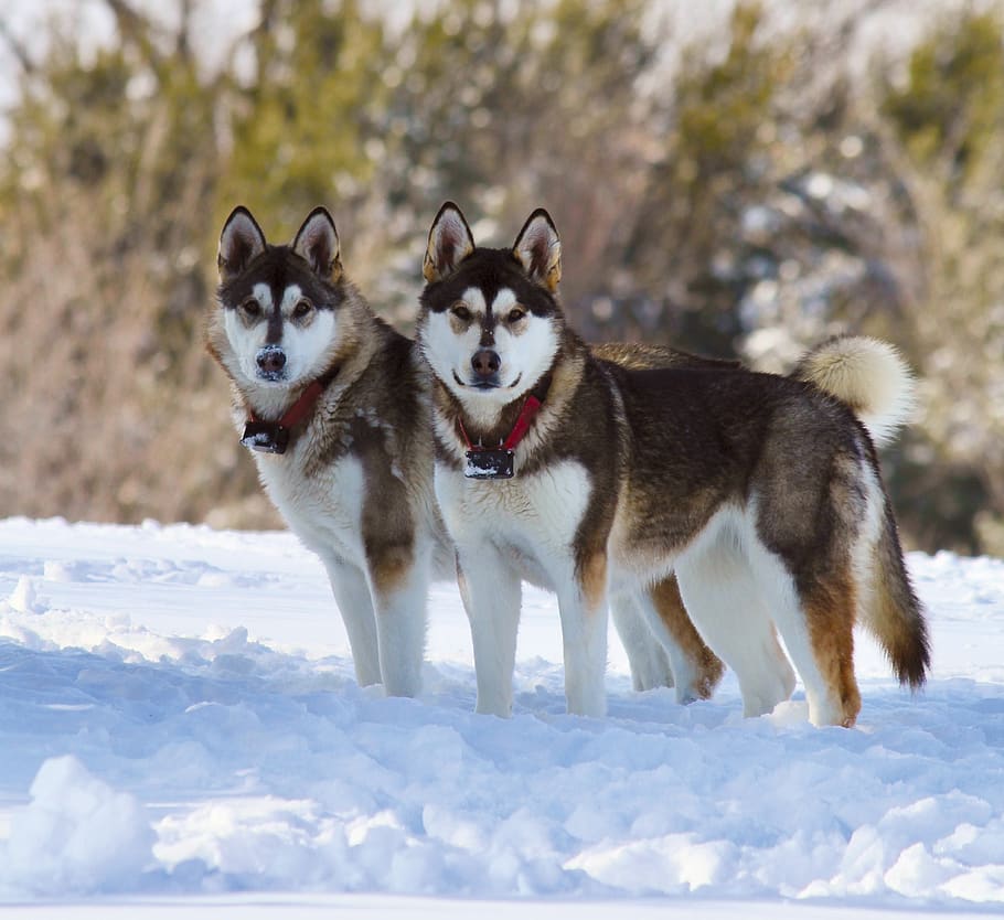 cães, neve, inverno, animal de estimação, animal, branco, natureza, frio, canino, feliz