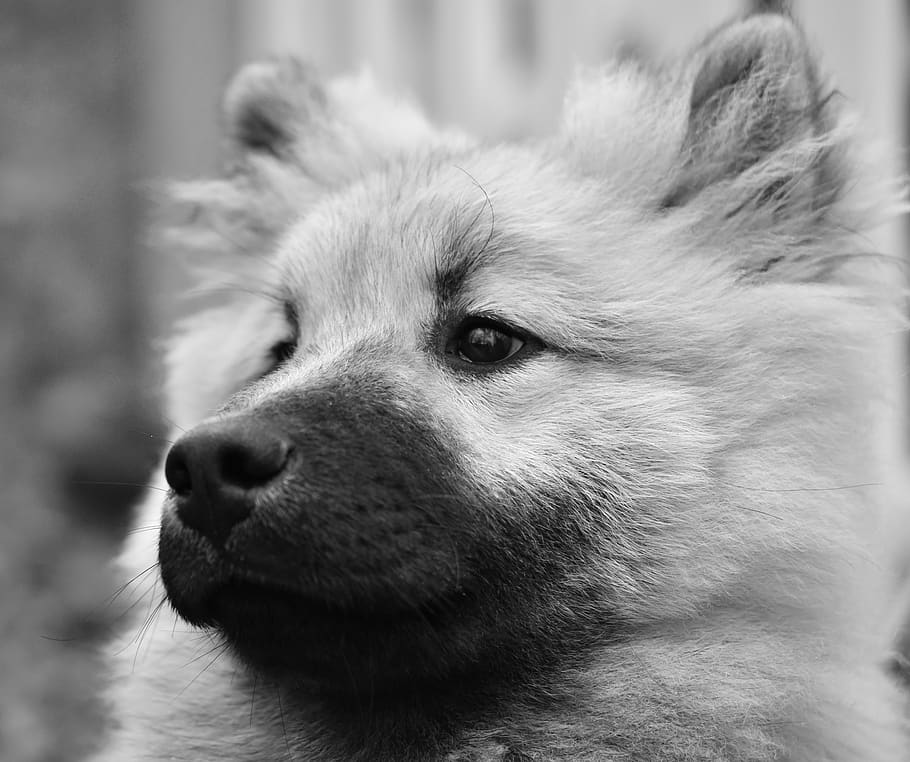 perro, perro eurasier, foto de retrato en blanco y negro, cachorro, perro olaf azul, eurasier, retrato, canino, perfil, suave