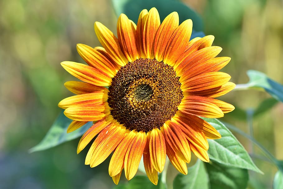 bunga matahari, bunga, kelopak, mekar, flora, bidang bunga matahari, cerah, biji, kuning, alam