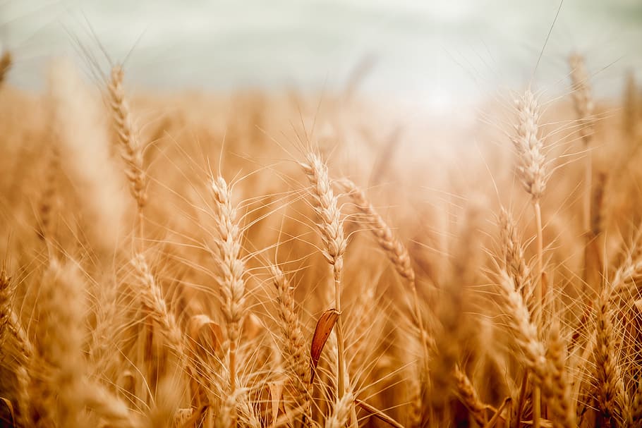 dourado, campo de trigo, ensolarado, dia, colheita, agricultura, planta de cereal, planta, cena rural, campo