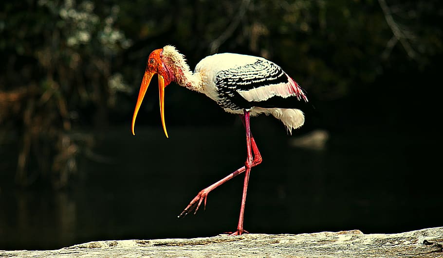 painted storks, bird, stork, wildlife, nature, feathers, wings, wild, sanctuary, animal themes