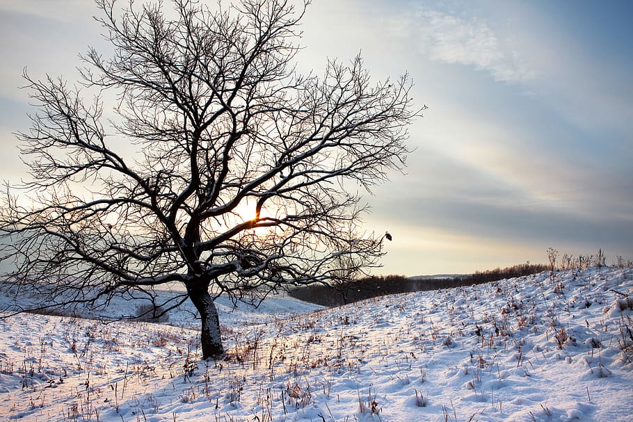 árvore, inverno, ao ar livre, closeup, frio, nevado, natural, branco, silêncio, calma