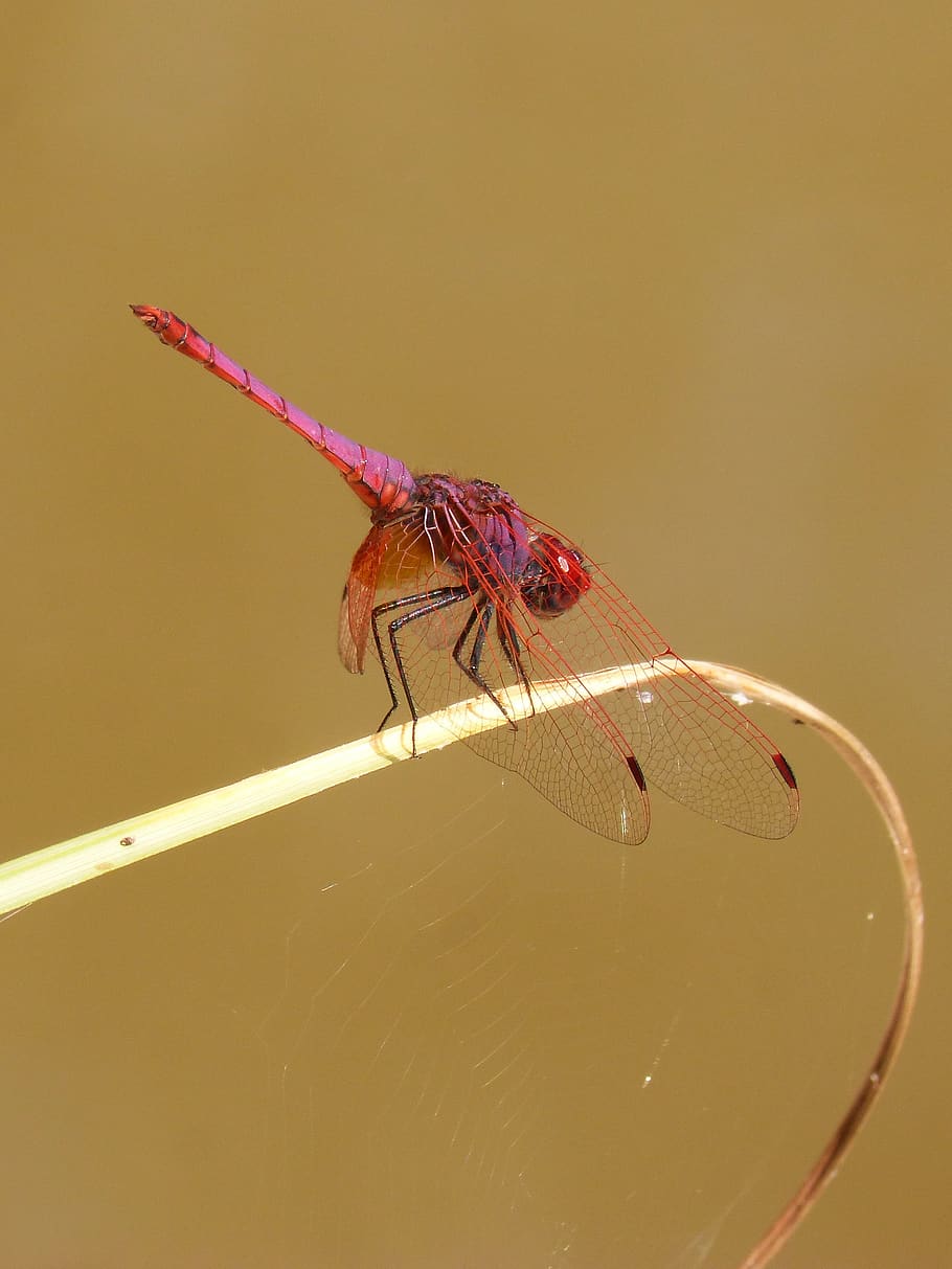 libélula roja, pipa vinosa, annulata trithemis, hoja, humedal, estanque, web, Insectos, invertebrados, animales salvajes