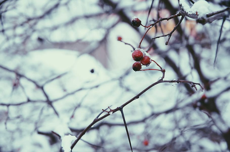 cold, snow, winter, cold winter, fruit, tree, healthy eating, food, food and drink, branch