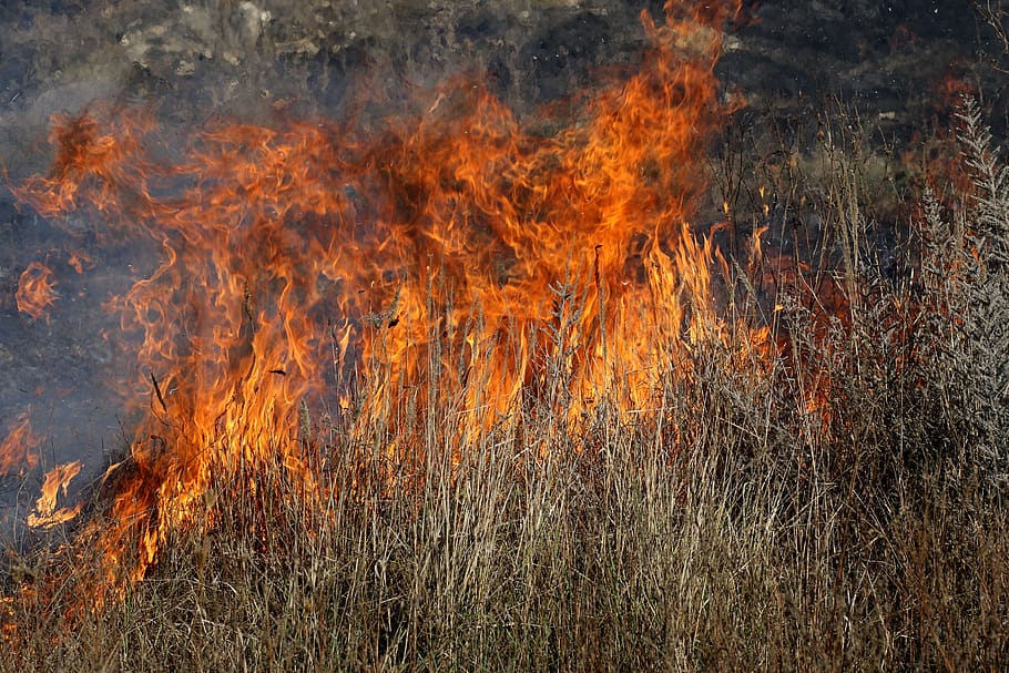 fire, vegetation, dry, flame, heat, burning, hot, fire - natural phenomenon, heat - temperature, nature
